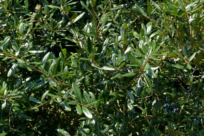 三斗石栎Pasania hancei var. ternaticupula f. naticupula