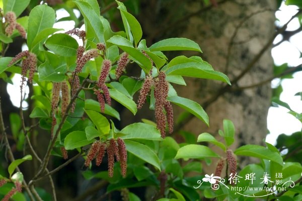 红花天料木Homalium ceylanicum 红花天料木Homalium ceylanicum