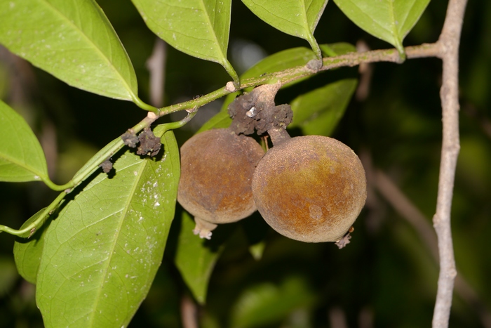 海南大风子Hydnocarpus hainanensis