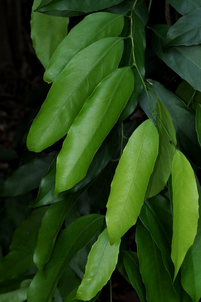 海南大风子Hydnocarpus hainanensis