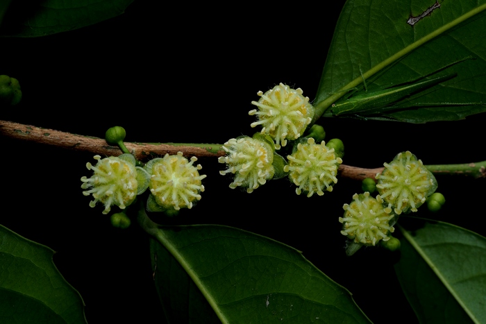 海南大风子Hydnocarpus hainanensis 海南大风子Hydnocarpus hainanensis