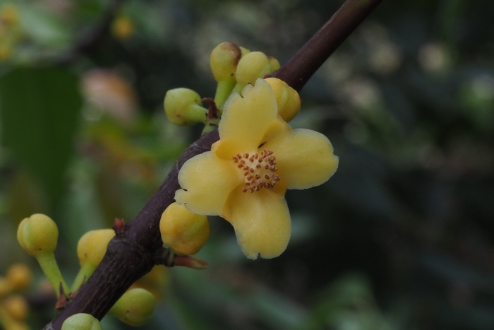 云树Garcinia cowa 云树Garcinia cowa