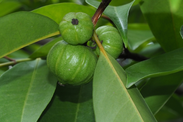 云树Garcinia cowa 云树Garcinia cowa