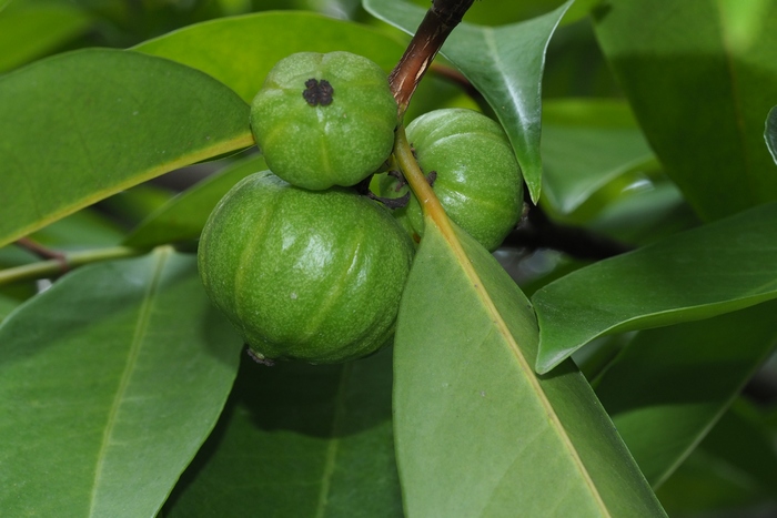 云树Garcinia cowa