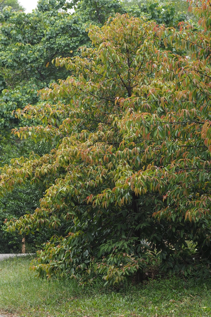云树Garcinia cowa 云树Garcinia cowa