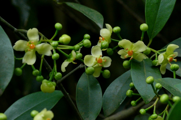 木竹子 Garcinia multiflora 木竹子 Garcinia multiflora