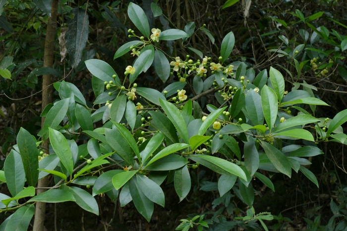 木竹子 Garcinia multiflora 木竹子 Garcinia multiflora