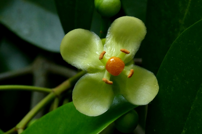 木竹子 Garcinia multiflora 木竹子 Garcinia multiflora