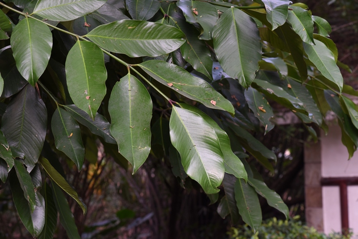 大叶藤黄Garcinia xanthochymus 大叶藤黄Garcinia xanthochymus