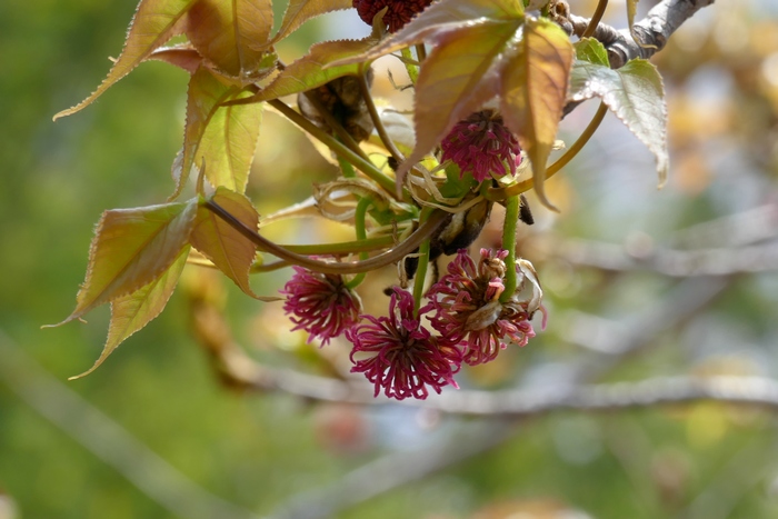 枫香Liquidambar formosana 枫香Liquidambar formosana