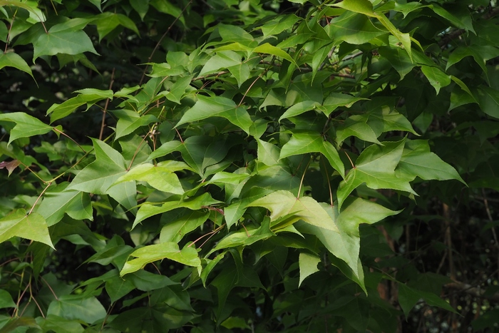 枫香Liquidambar formosana 枫香Liquidambar formosana