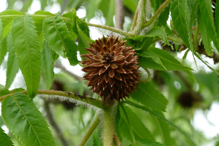 化香树Platycarya strobilacea 化香树Platycarya strobilacea