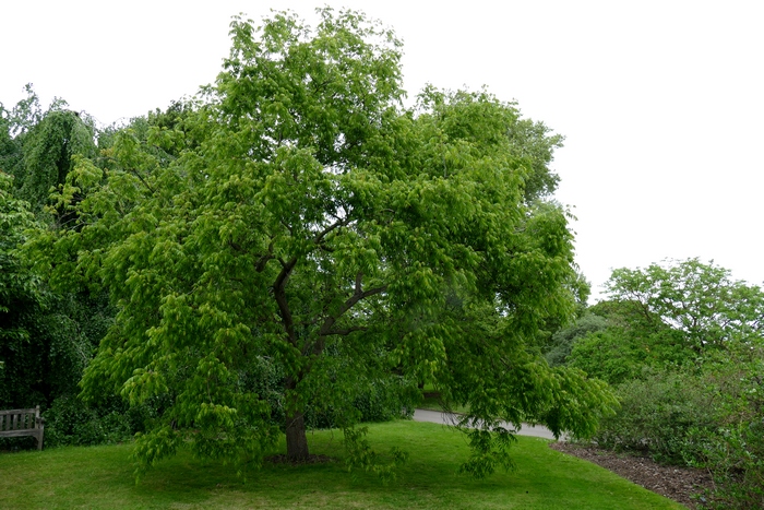 化香树Platycarya strobilacea 化香树Platycarya strobilacea