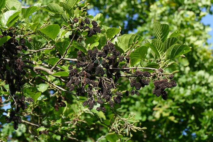 化香树Platycarya strobilacea 化香树Platycarya strobilacea