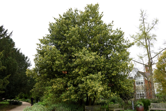 月桂Laurus nobilis 月桂Laurus nobilis