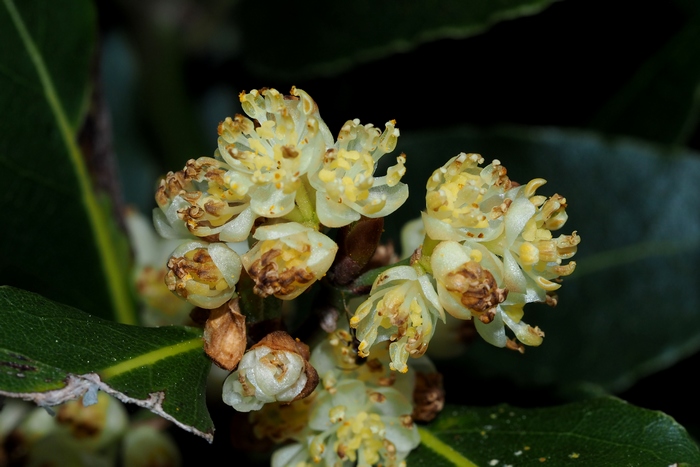 月桂Laurus nobilis 月桂Laurus nobilis