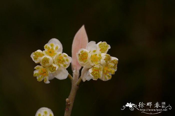 山苍子Litsea cubeba