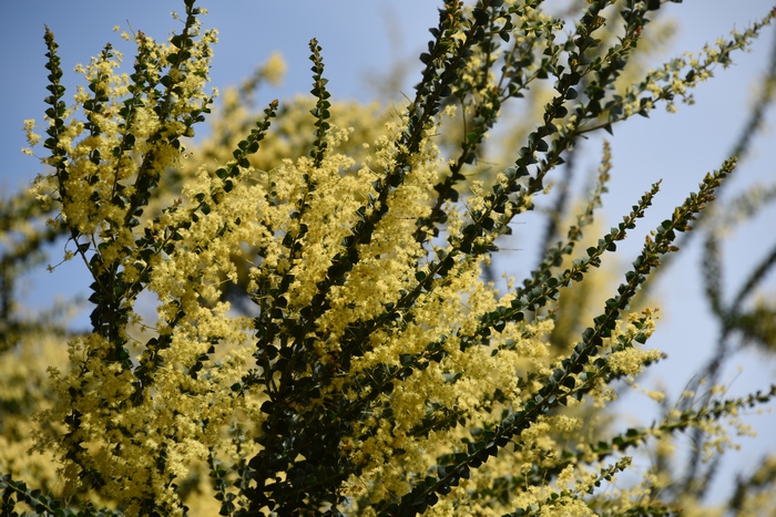 三角叶相思树Acacia pravissima 三角叶相思树Acacia pravissima