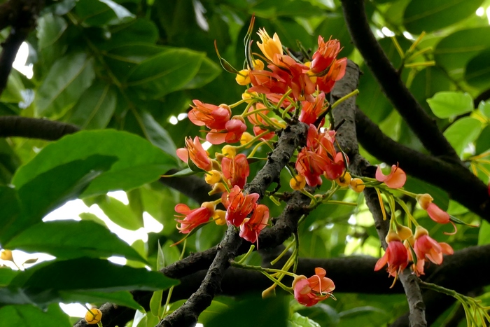 栗豆树Castanospermum australe 栗豆树Castanospermum australe
