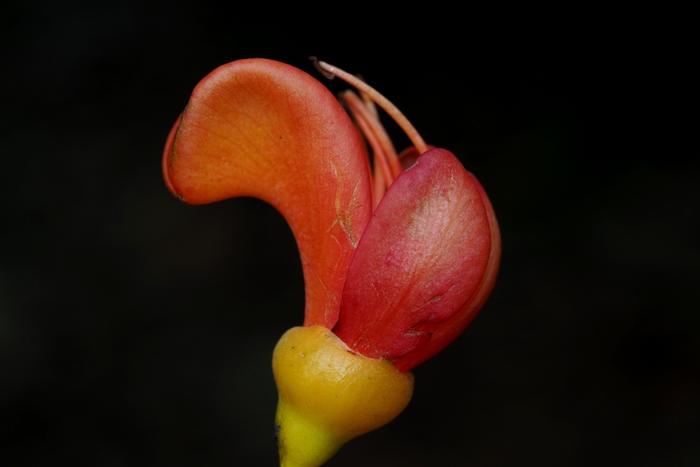 栗豆树Castanospermum australe 栗豆树Castanospermum australe