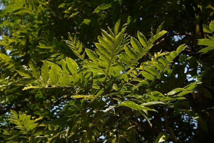 栗豆树Castanospermum australe 栗豆树Castanospermum australe