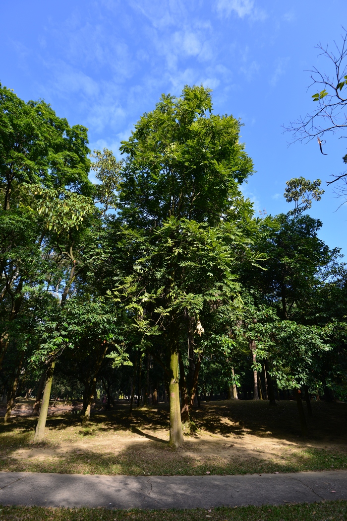 栗豆树Castanospermum australe