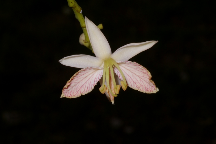 酸豆Tamarindus indica