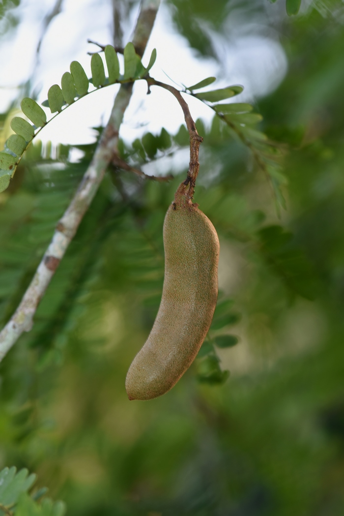 酸豆Tamarindus indica 酸豆Tamarindus indica