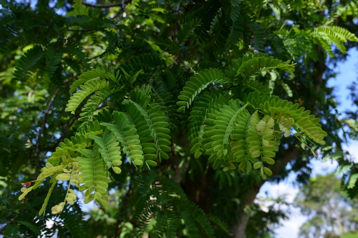 酸豆Tamarindus indica 酸豆Tamarindus indica