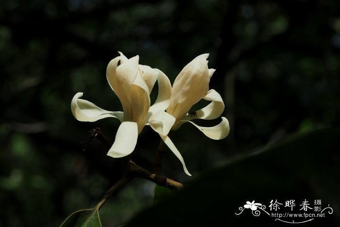 诗琳通含笑Magnolia sirindhorniae