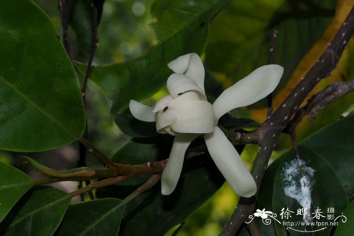 诗琳通含笑Magnolia sirindhorniae