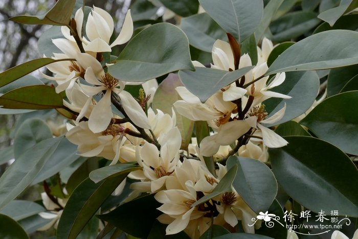 醉香含笑Michelia macclurei 醉香含笑Michelia macclurei