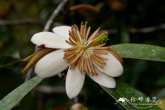 野含笑Michelia skinneriana 野含笑Michelia skinneriana