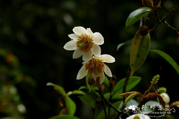 野含笑Michelia skinneriana 野含笑Michelia skinneriana