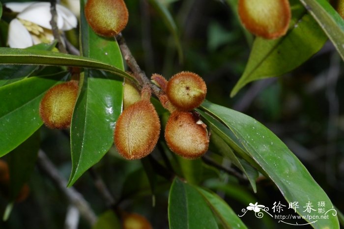野含笑Michelia skinneriana 野含笑Michelia skinneriana