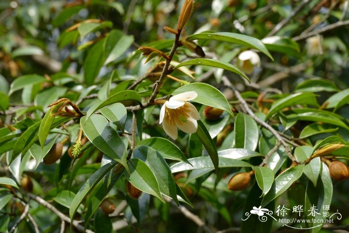野含笑Michelia skinneriana 野含笑Michelia skinneriana
