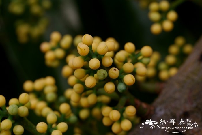 大叶风吹楠Horsfieldia kingii 大叶风吹楠Horsfieldia kingii