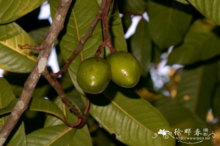 琴叶风吹楠Horsfieldia prainii 琴叶风吹楠Horsfieldia prainii