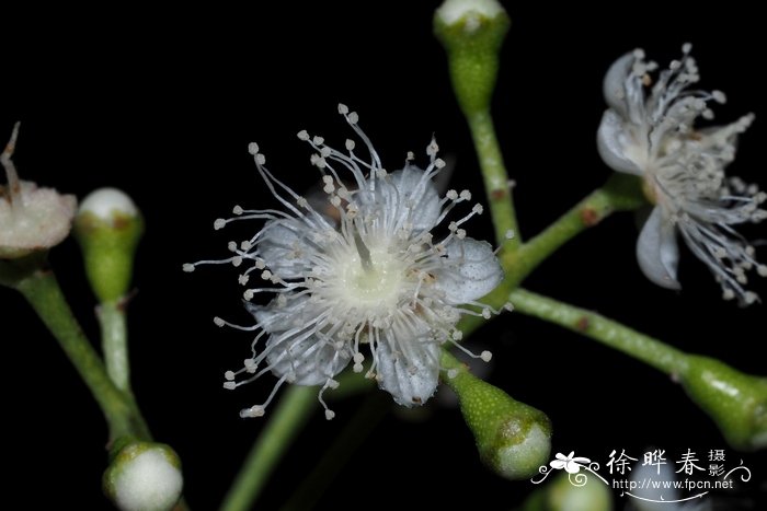 众香Pimenta racemosa var. racemosa