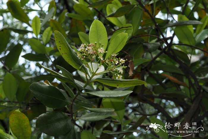 众香Pimenta racemosa var. racemosa 众香Pimenta racemosa var. racemosa