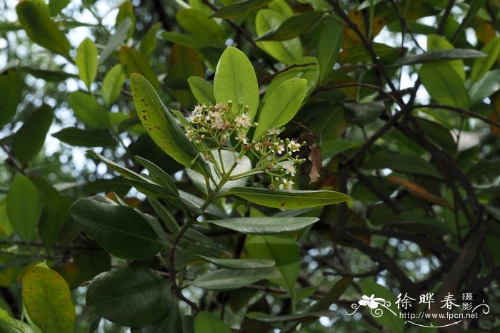 众香Pimenta racemosa var. racemosa