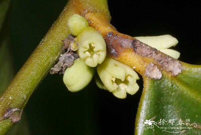 台湾琼榄Gonocaryum calleryanum