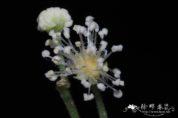 维安比木Whyanbeelia terrae-reginae 维安比木Whyanbeelia terrae-reginae