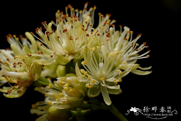 紫椴Tilia amurensis 紫椴Tilia amurensis