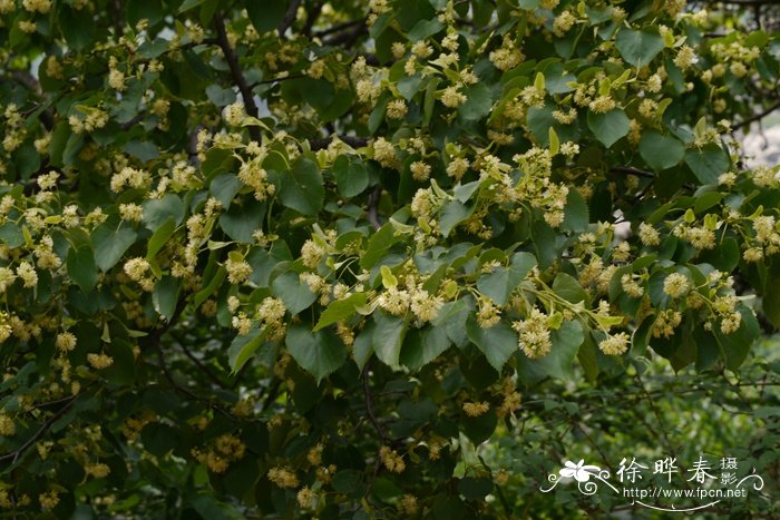 紫椴Tilia amurensis 紫椴Tilia amurensis