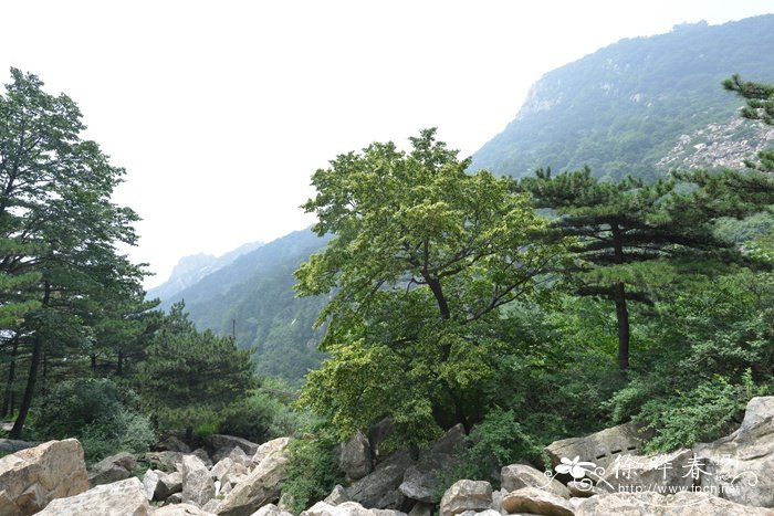 紫椴Tilia amurensis 紫椴Tilia amurensis