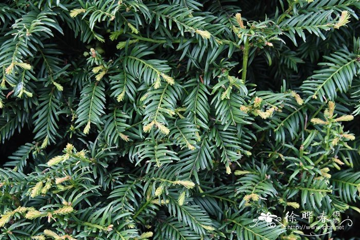 欧洲红豆杉Taxus baccata