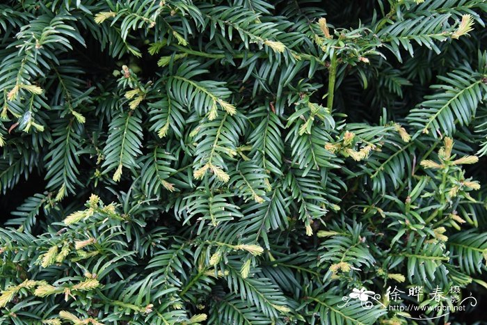 欧洲红豆杉Taxus baccata 欧洲红豆杉Taxus baccata