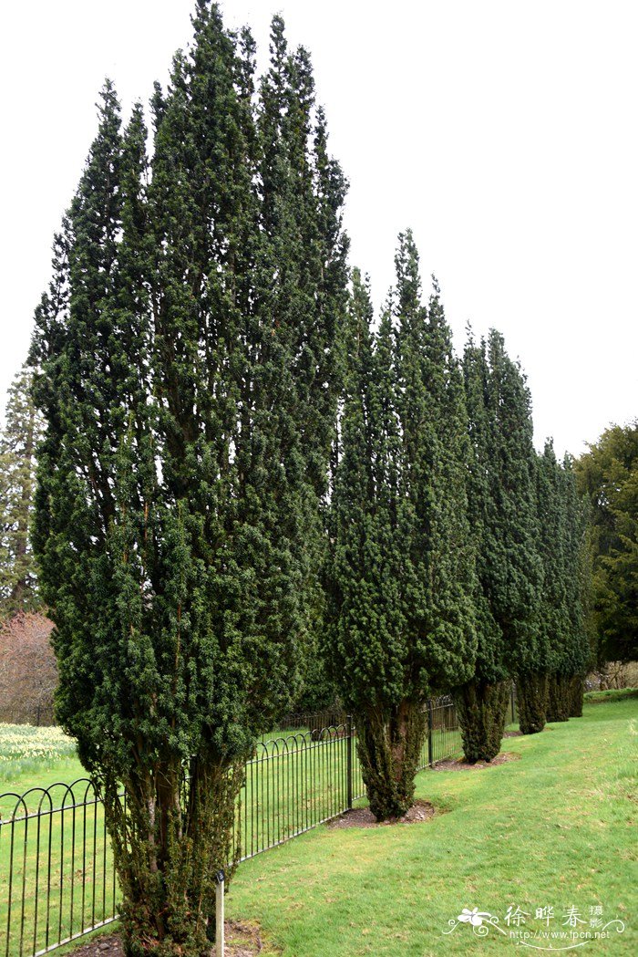 欧洲红豆杉Taxus baccata 欧洲红豆杉Taxus baccata