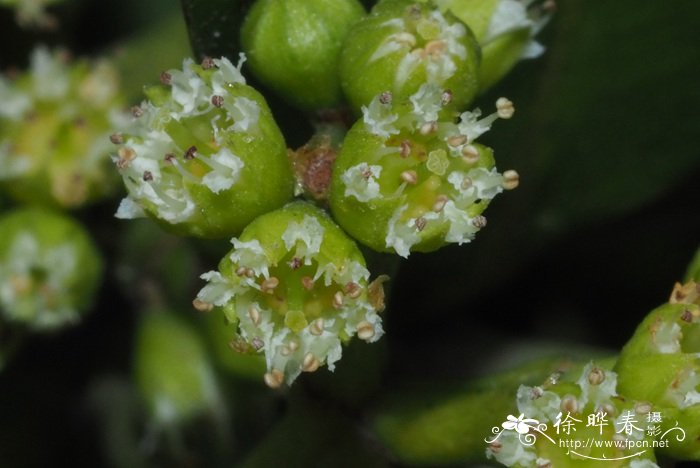 竹节树Carallia brachiata 竹节树Carallia brachiata